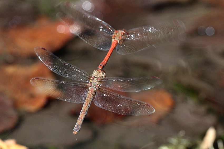 Ancora Sympetrum?